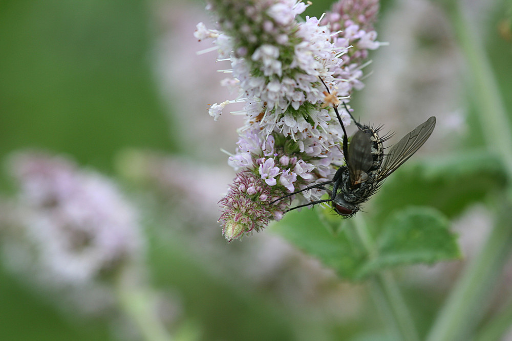 Mücke auf Pfefferminzblüte