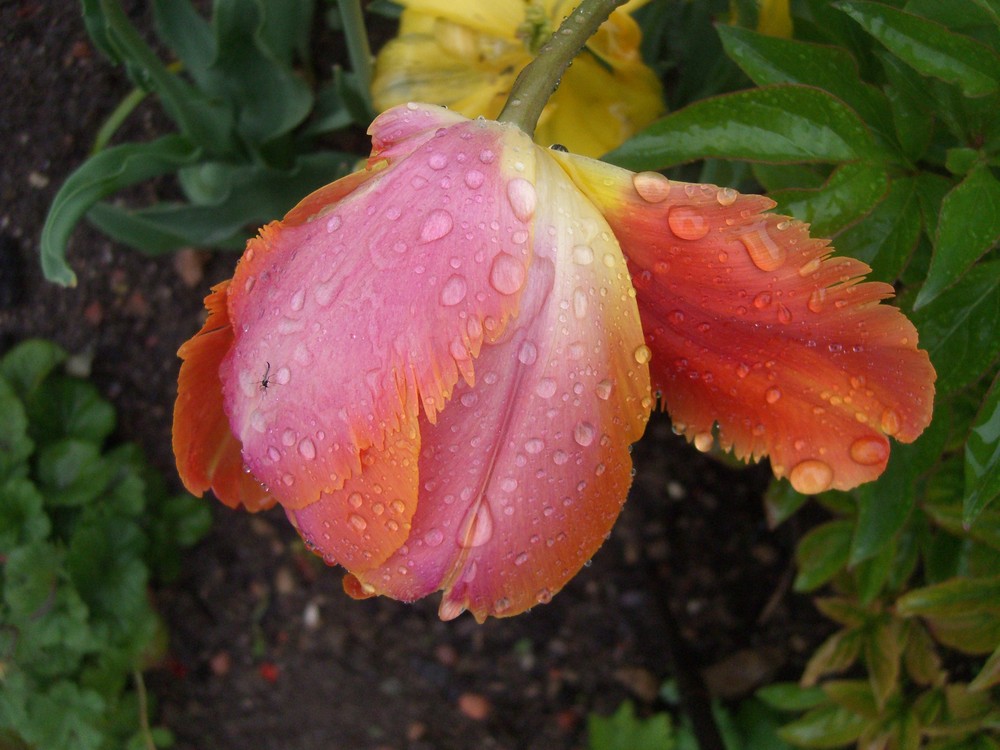 Mücke auf Tulpe von jsi