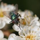 Mücke beim Putzen