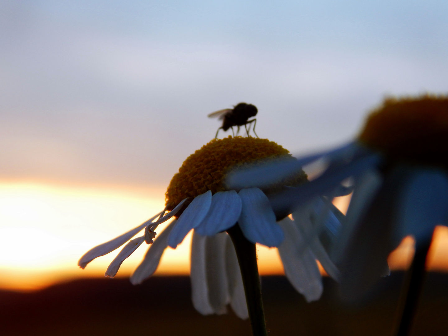 Mücke genießt den Sonnenuntergang :)