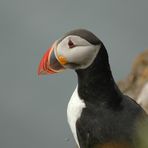 Mücke im Anflug