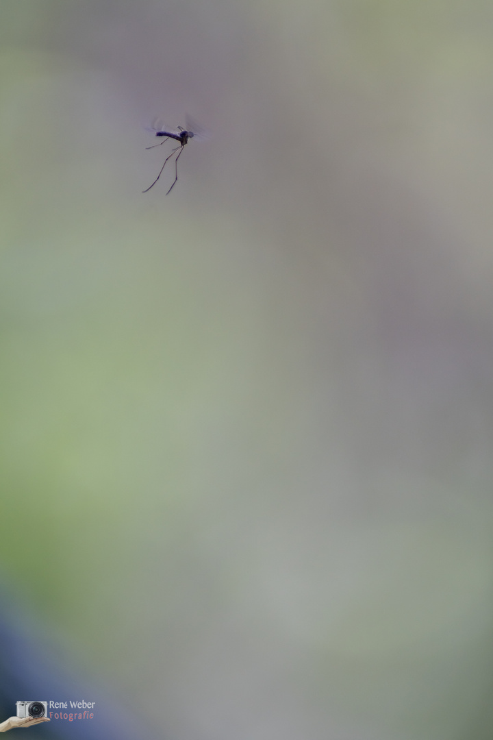 Mücke im Anflug