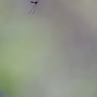 Mücke im Anflug
