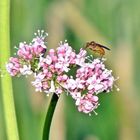 Mücke im Frühling....