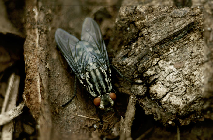 Mücke im Holz
