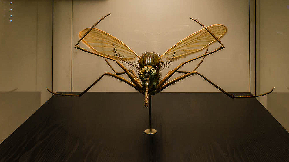 Mücke im Naturkundemuseum Berlin.