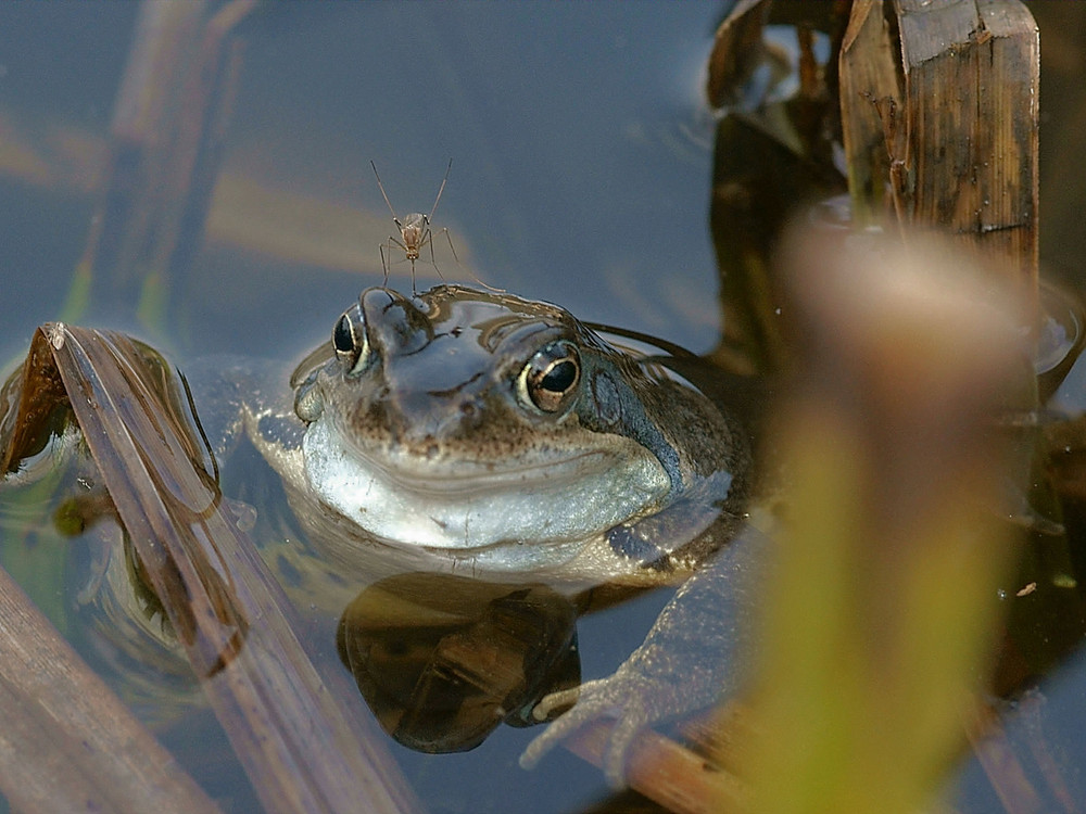 Mücke mag Frosch