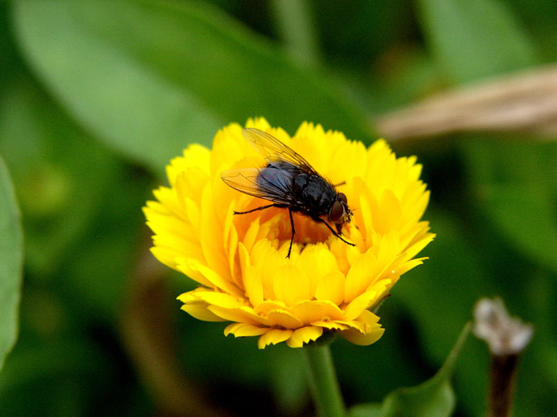 Mücke mal in Natur!