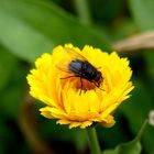 Mücke mal in Natur!