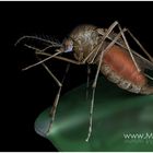Mücke nach Blutmahlzeit