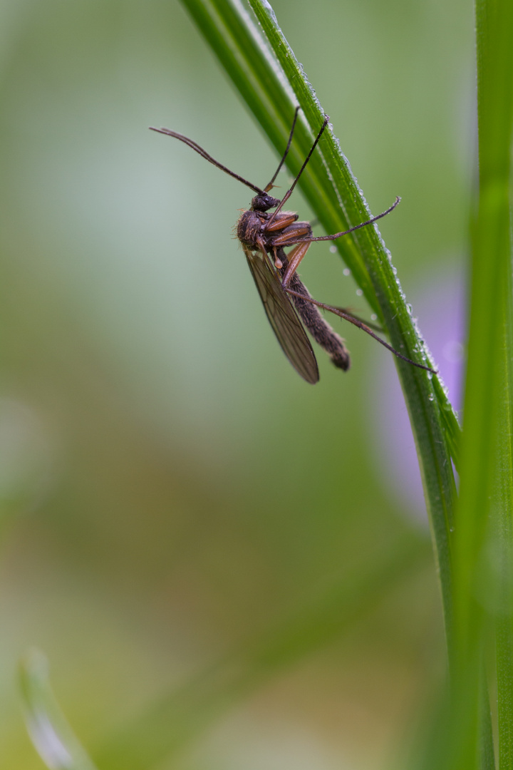 Mücke (Nematocera)