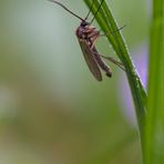 Mücke (Nematocera)