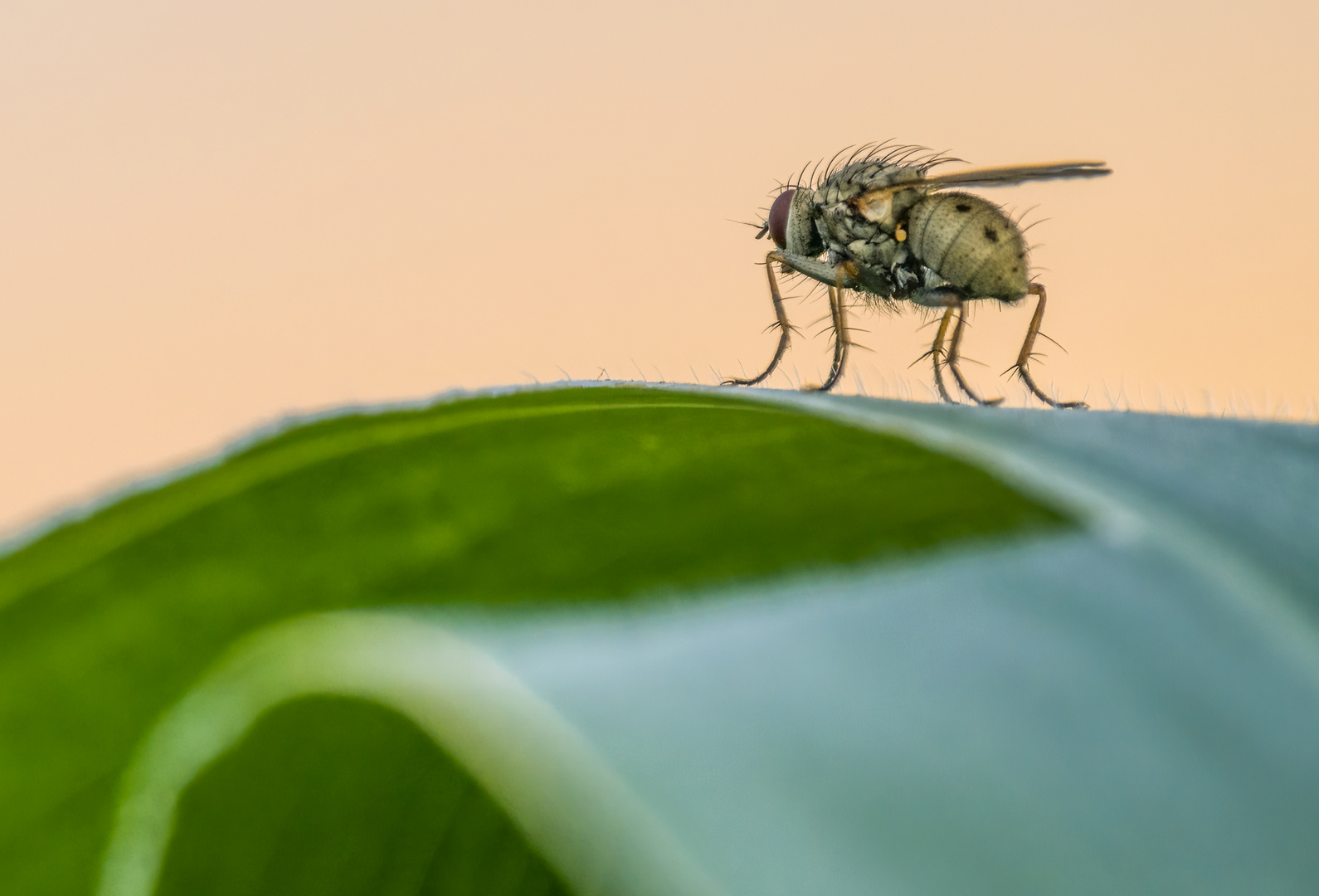 Mücke oder Fliege?
