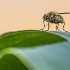 Mücke oder Fliege?