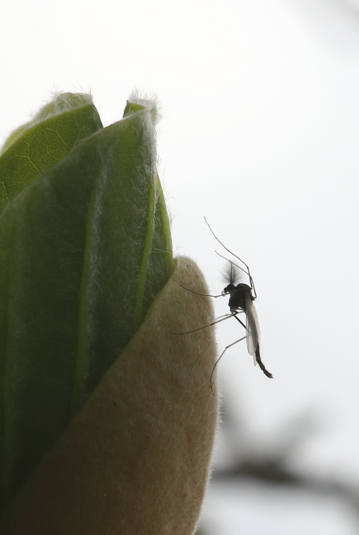 Mücke saugt an Magnolienknospe