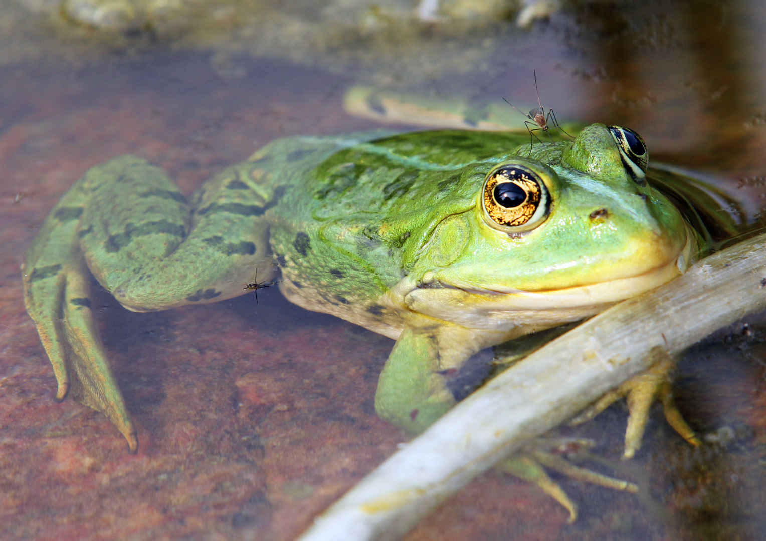 Mücke sticht Frosch