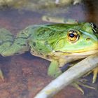 Mücke sticht Frosch