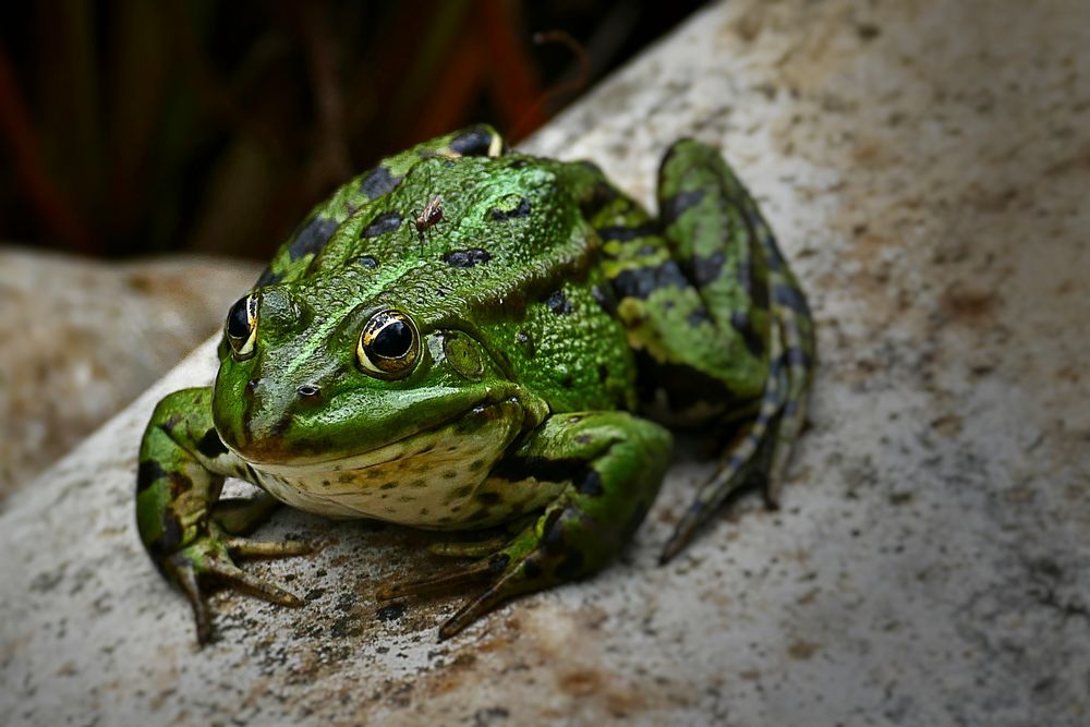 Mücke sticht Frosch ;-))