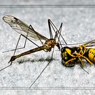 Mücke und Biene