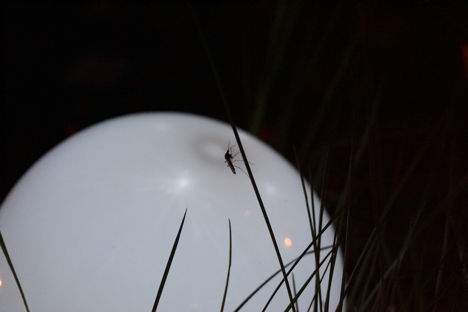 Mücke vor einer Solarlampe