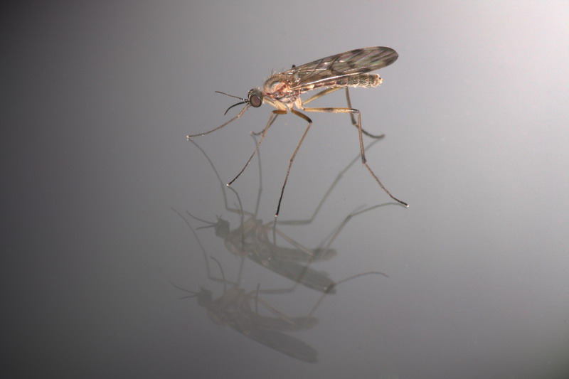 Mücken Akt - gespiegelt