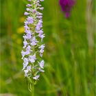 Mücken-Händelwurz (Gymnadenia conopsea).............