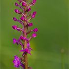 Mücken-Händelwurz (Gymnadenia conopsea). . .