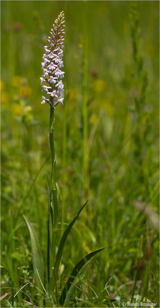 Mücken-Händelwurz (Gymnadenia conopsea).