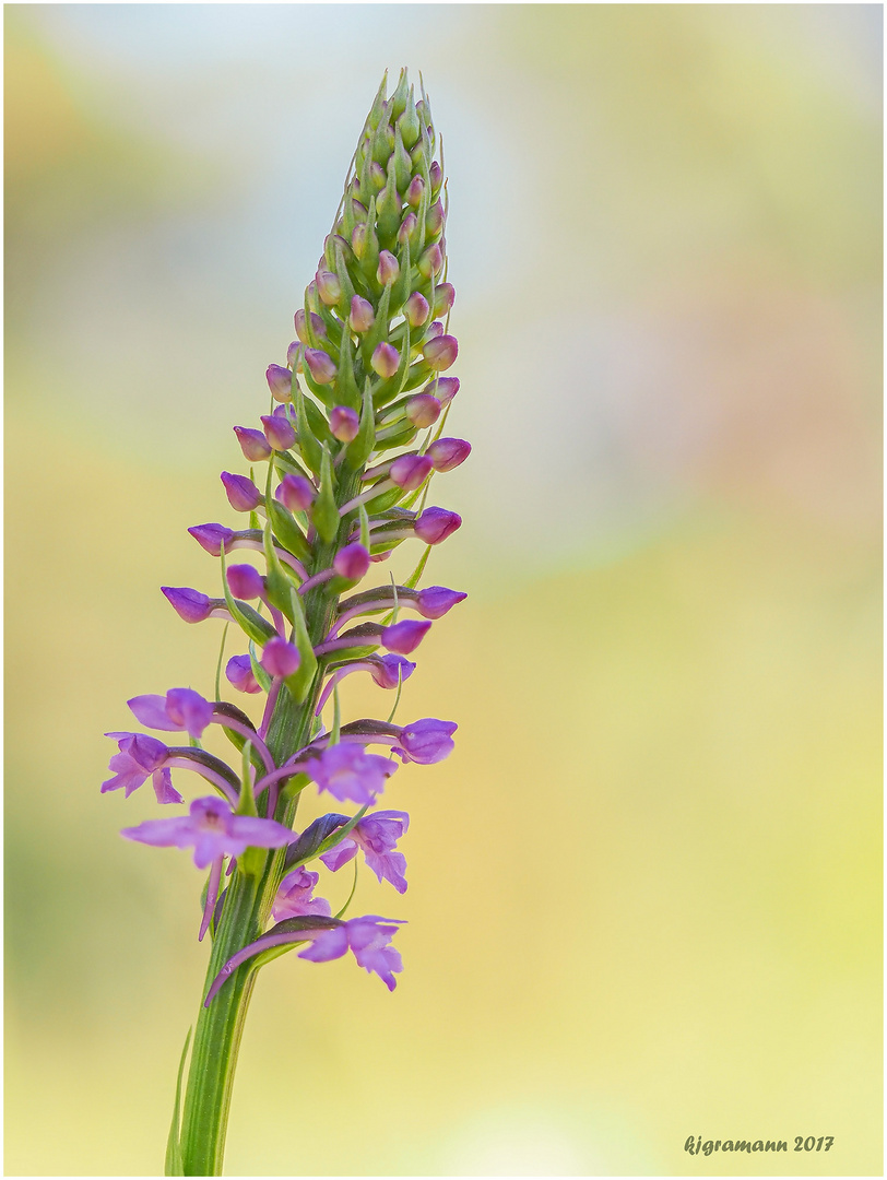 Mücken-Händelwurz (Gymnadenia conopsea)