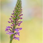 Mücken-Händelwurz (Gymnadenia conopsea)