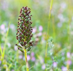  Mücken-Händelwurz (Gymnadenia conopsea)