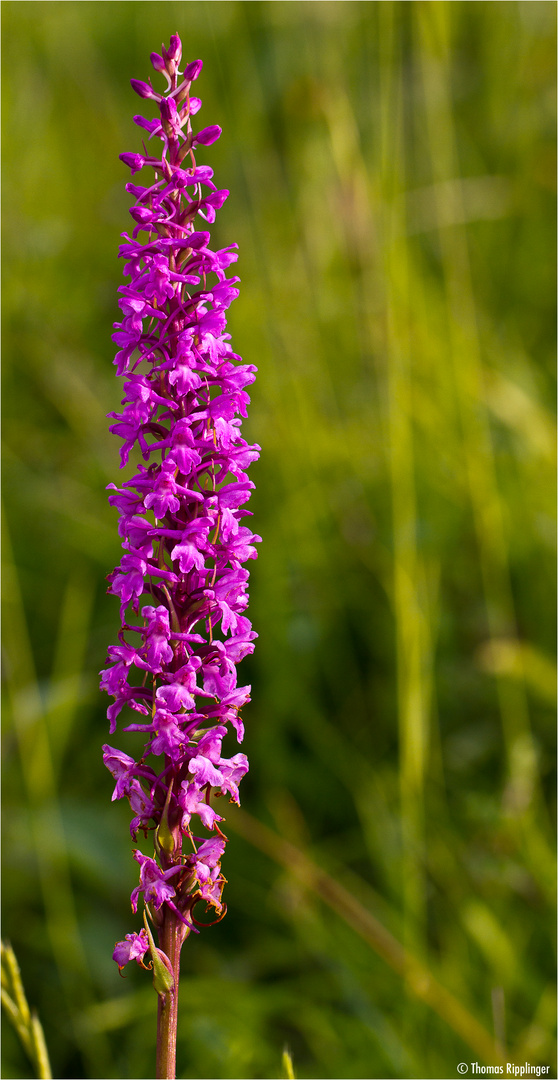 Mücken-Händelwurz (Gymnadenia conopsea)...........