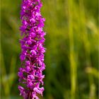 Mücken-Händelwurz (Gymnadenia conopsea)...........