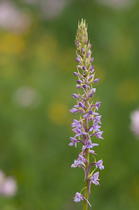 Mücken-Händelwurz – Gymnadenia conopsea