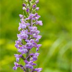 Mücken-Händelwurz (Gymnadenia conopsea)