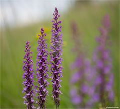 Mücken-Händelwurz (Gymnadenia conopsea)