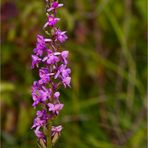 Mücken-Händelwurz (Gymnadenia conopsea)........