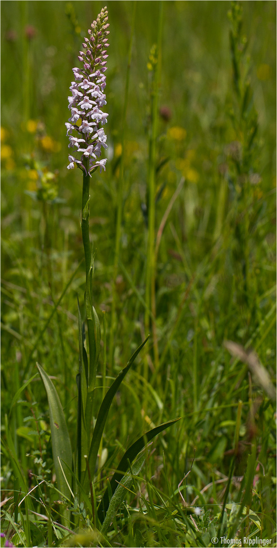 Mücken-Händelwurz (Gymnadenia conopsea) .