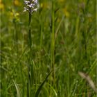 Mücken-Händelwurz (Gymnadenia conopsea) .