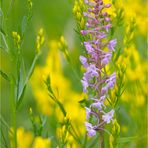 Mücken-Händelwurz (Gymnadenia conopsea)