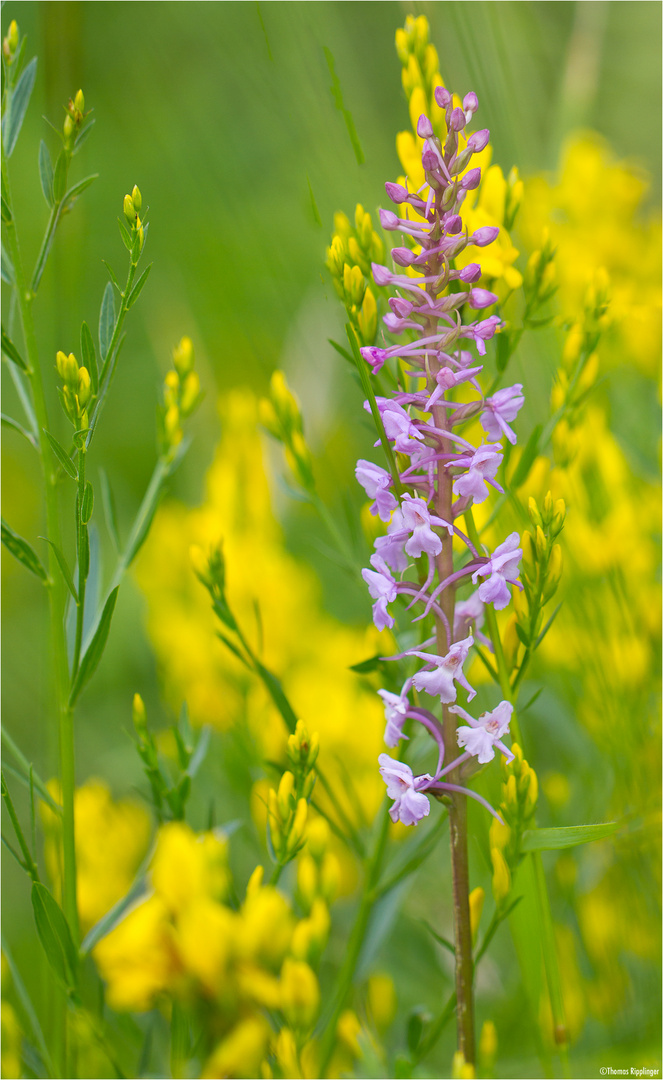 Mücken-Händelwurz (Gymnadenia conopsea) .