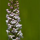 Mücken-Händelwurz (Gymnadenia conopsea)