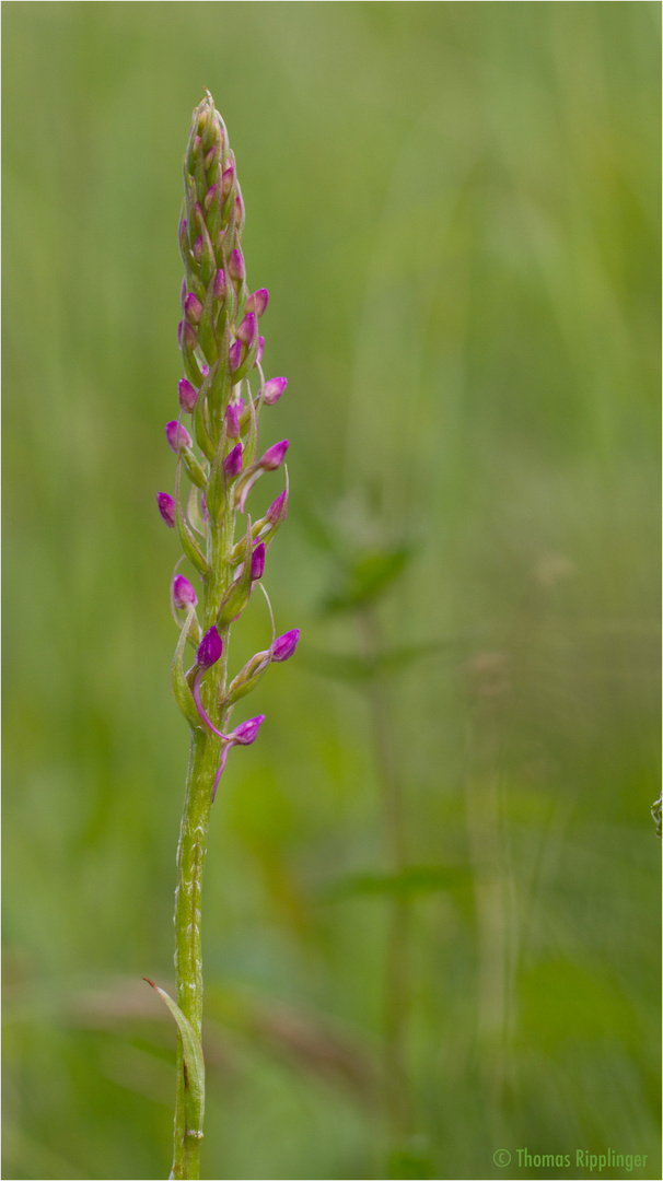 Mücken-Händelwurz (Gymnadenia conopsea). .