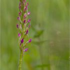 Mücken-Händelwurz (Gymnadenia conopsea). .