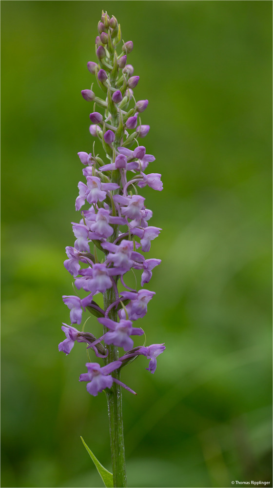 Mücken-Händelwurz (Gymnadenia conopsea)