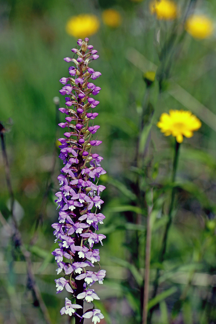 Mücken-Händelwurz (Gymnadenia conopsea)