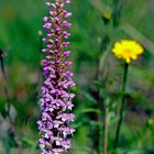 Mücken-Händelwurz (Gymnadenia conopsea)