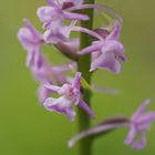 Mücken-Händelwurz (Gymnadenia conopsea)