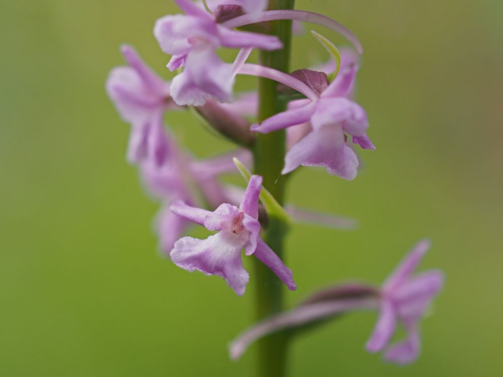 Mücken-Händelwurz (Gymnadenia conopsea)