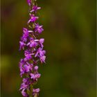 Mücken-Händelwurz (Gymnadenia conopsea).......